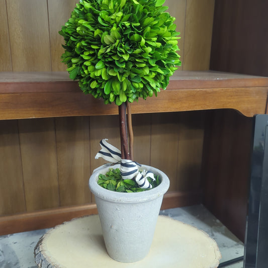 Preserved Boxwood Topiary