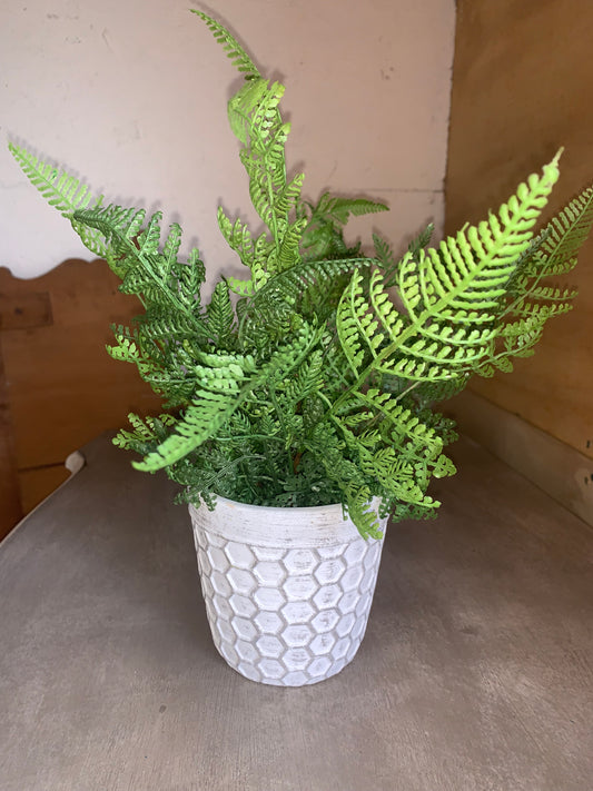 Pottery, Fern
