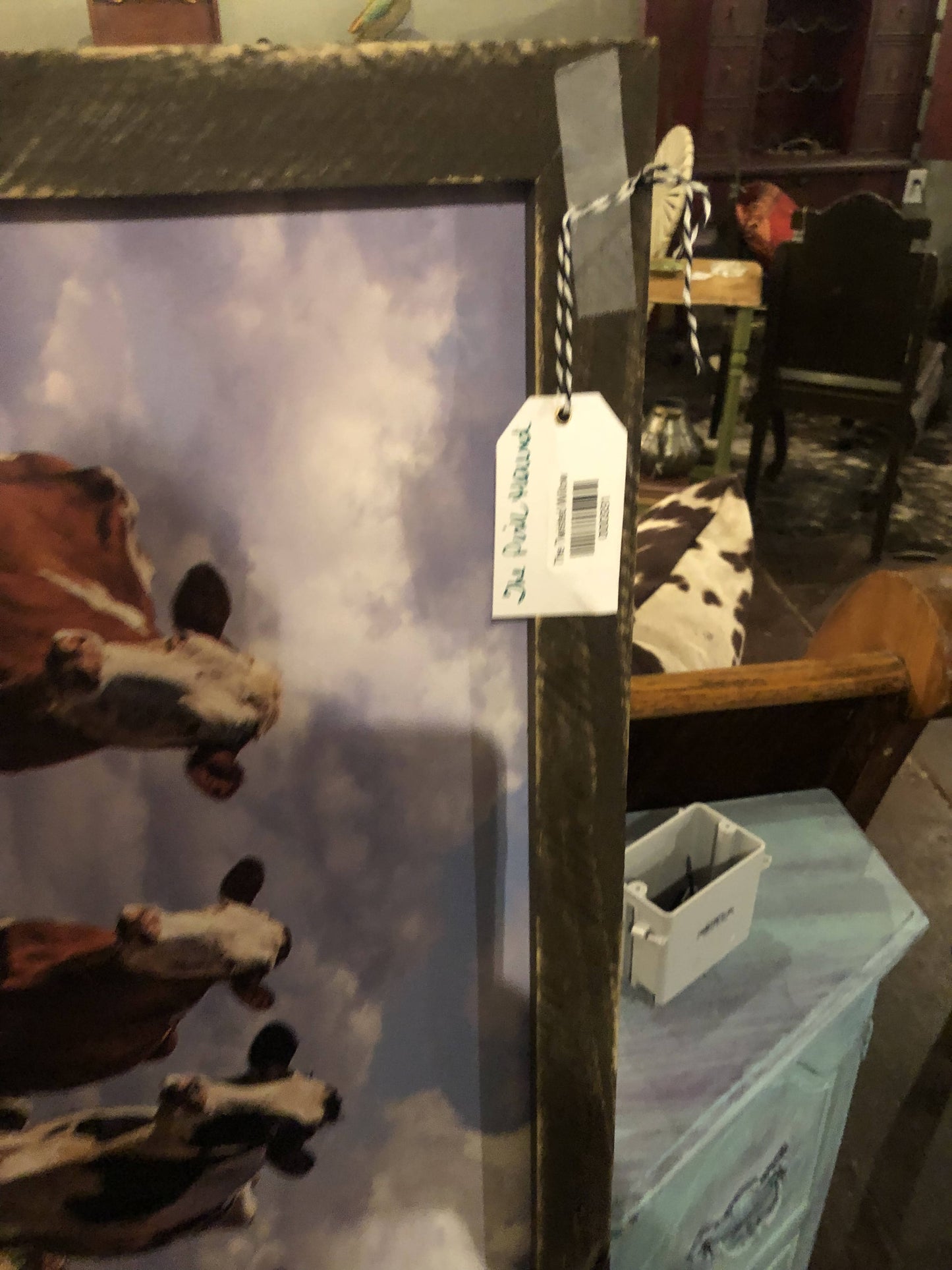 Long Heard of Cows Pictute