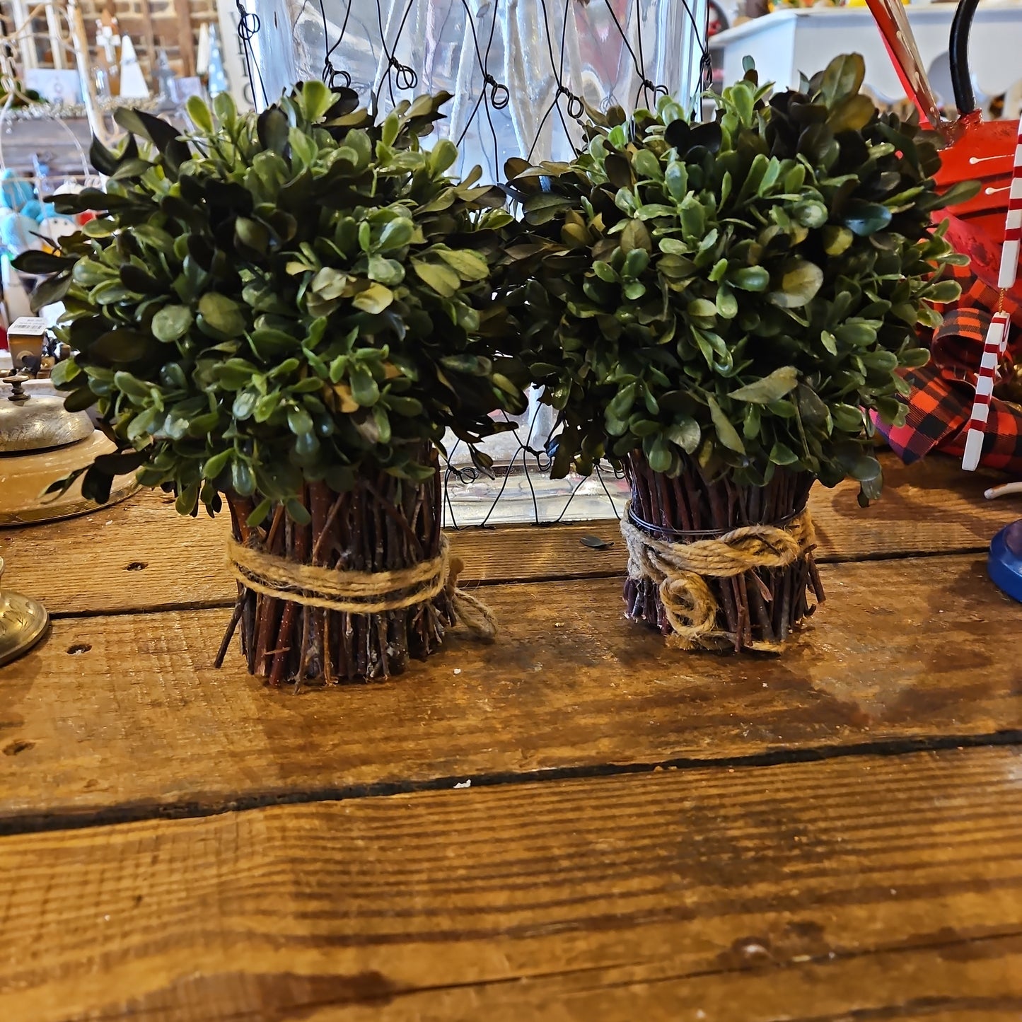 Boxwood on stems