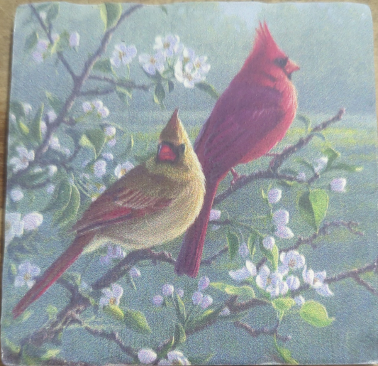 Cardinals #1 Coaster