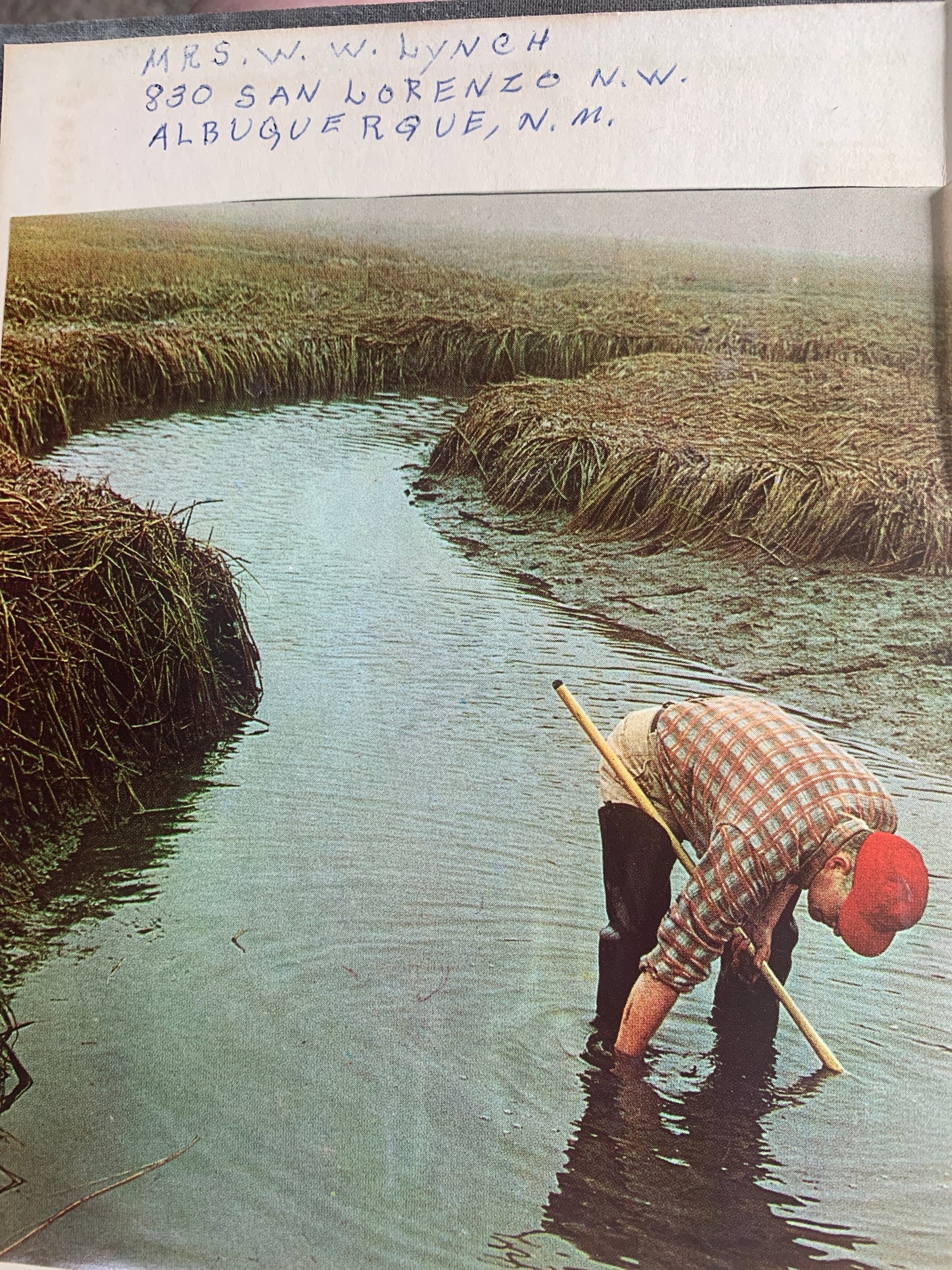 Stalking the Blue-Eyed Scallop by Euell Gibbons