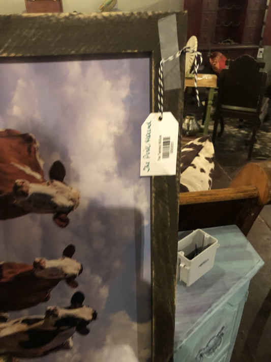 Long Heard of Cows Pictute