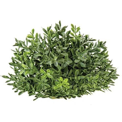 Boxwood Half Sphere 6"