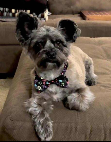 Bow Tie for pets